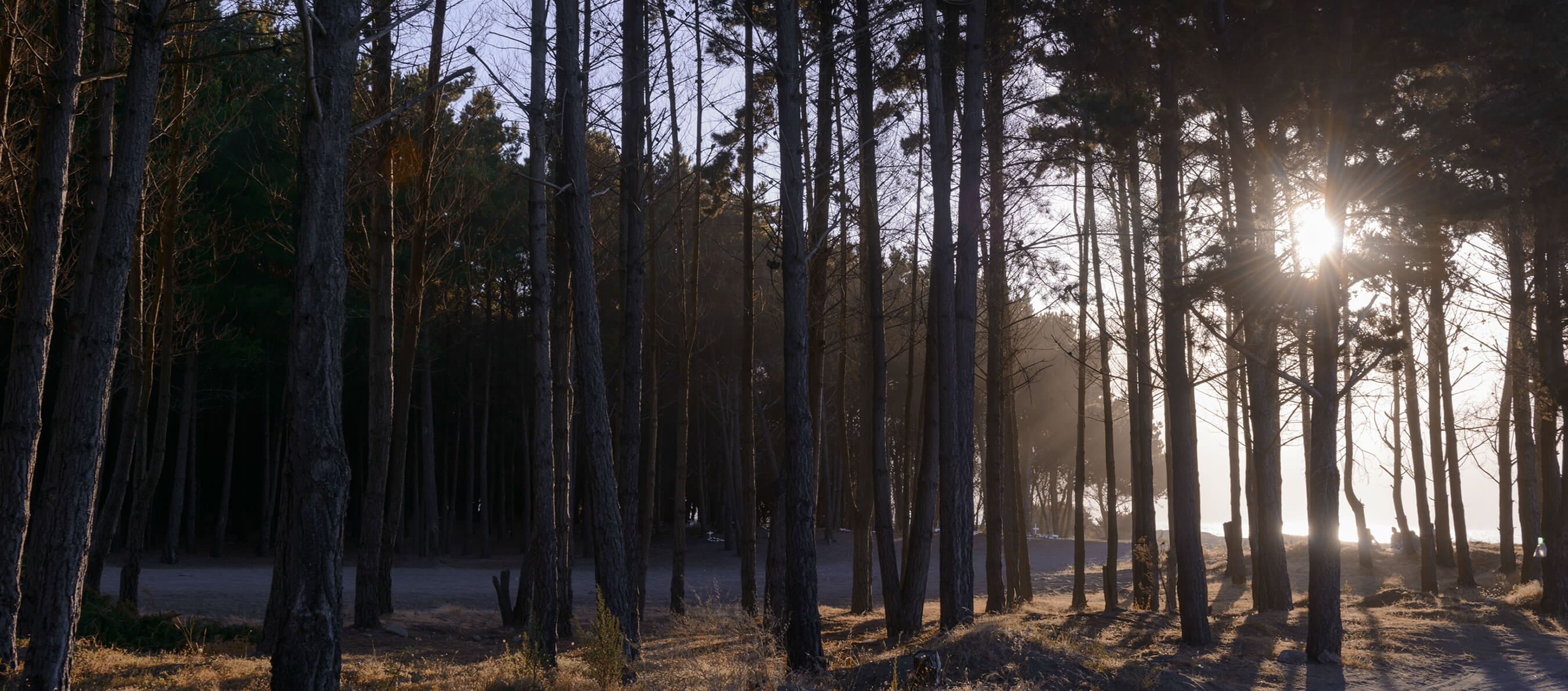 Arboleda de San Pedro